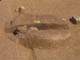 FileNo.111b-010.jpg