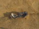 FileNo.113a-029.jpg
