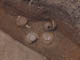 FileNo.114-007.jpg