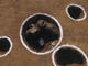 FileNo.114-009.jpg