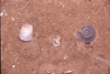 FileNo.119-S057.png