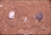 FileNo.119-S058.png