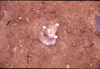 FileNo.119-S059.png