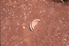 FileNo.119-S076.png