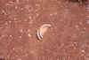 FileNo.119-S077.png