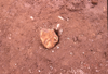 FileNo.119-S096.png