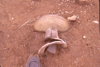 FileNo.119-S098.png