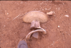 FileNo.119-S099.png