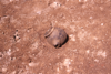 FileNo.119-S100.png