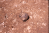 FileNo.119-S101.png