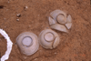 FileNo.119-S129.png