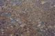 FileNo.120-013.jpg