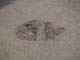 FileNo.121-020.jpg