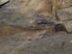 FileNo.124b-013.jpg