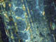 FileNo.128-009.jpg