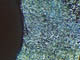 FileNo.128-013.jpg