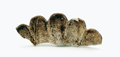 FileNo.135-124.jpg