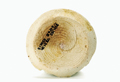 FileNo.135-271.jpg