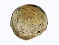 FileNo.135-319.jpg