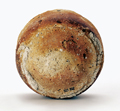 FileNo.135-344.jpg