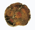FileNo.135-373.jpg