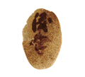 FileNo.135-420.jpg