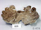 FileNo.135-707.jpg