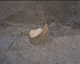FileNo.139-293.jpg
