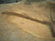 FileNo.153-007.jpg