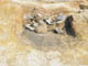 FileNo.153-034.jpg