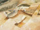 FileNo.153-039.jpg