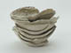 FileNo.153-097.jpg