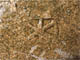 FileNo.153-131.jpg