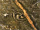 FileNo.153-133.jpg