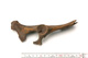 FileNo.138-bon00006.jpg
