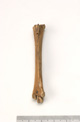 FileNo.138-bon00040.jpg