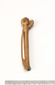 FileNo.138-bon00044.jpg