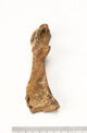 FileNo.138-bon00045.jpg
