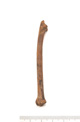 FileNo.138-bon00047.jpg