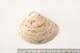 FileNo.138-bon00057.jpg