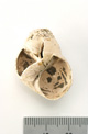 FileNo.138-bon00059.jpg