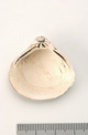 FileNo.138-bon00064.jpg