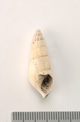 FileNo.138-bon00065.jpg