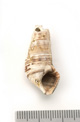 FileNo.138-bon00067.jpg