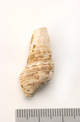 FileNo.138-bon00068.jpg