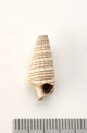 FileNo.138-bon00071.jpg