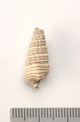 FileNo.138-bon00072.jpg