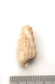 FileNo.138-bon00074.jpg