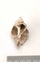 FileNo.138-bon00075.jpg