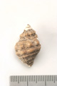 FileNo.138-bon00076.jpg